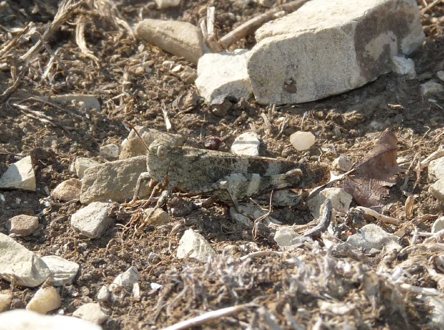 Oedipoda germanica